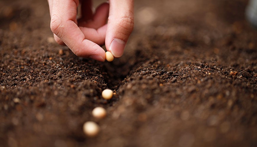Tot Ce Trebuie Să știți Despre Solul și Fertilizarea Grădinii Dumneavoastră De Legume Bac Online