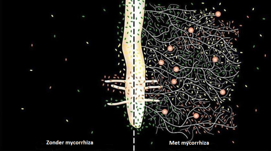 mycorrhiza